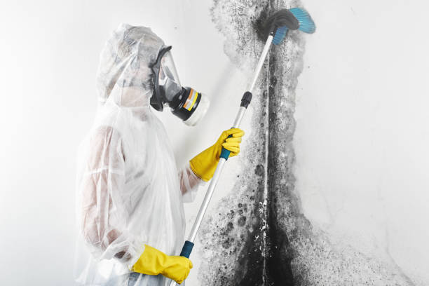Best Black Mold Removal  in Topeka, KS